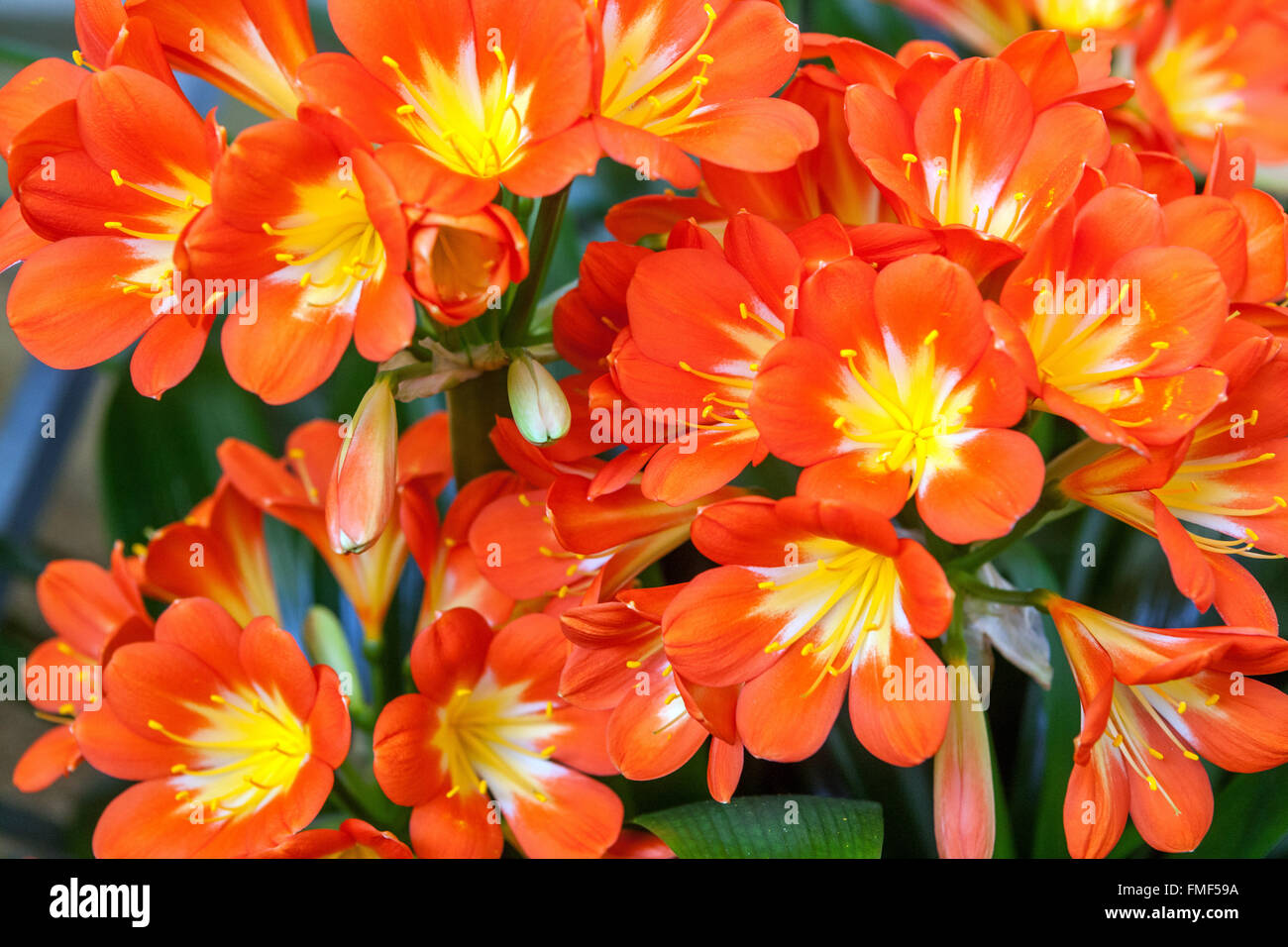 Natal lily, bush lily, Kaffir lily - Clivia miniata orange flowers Stock Photo