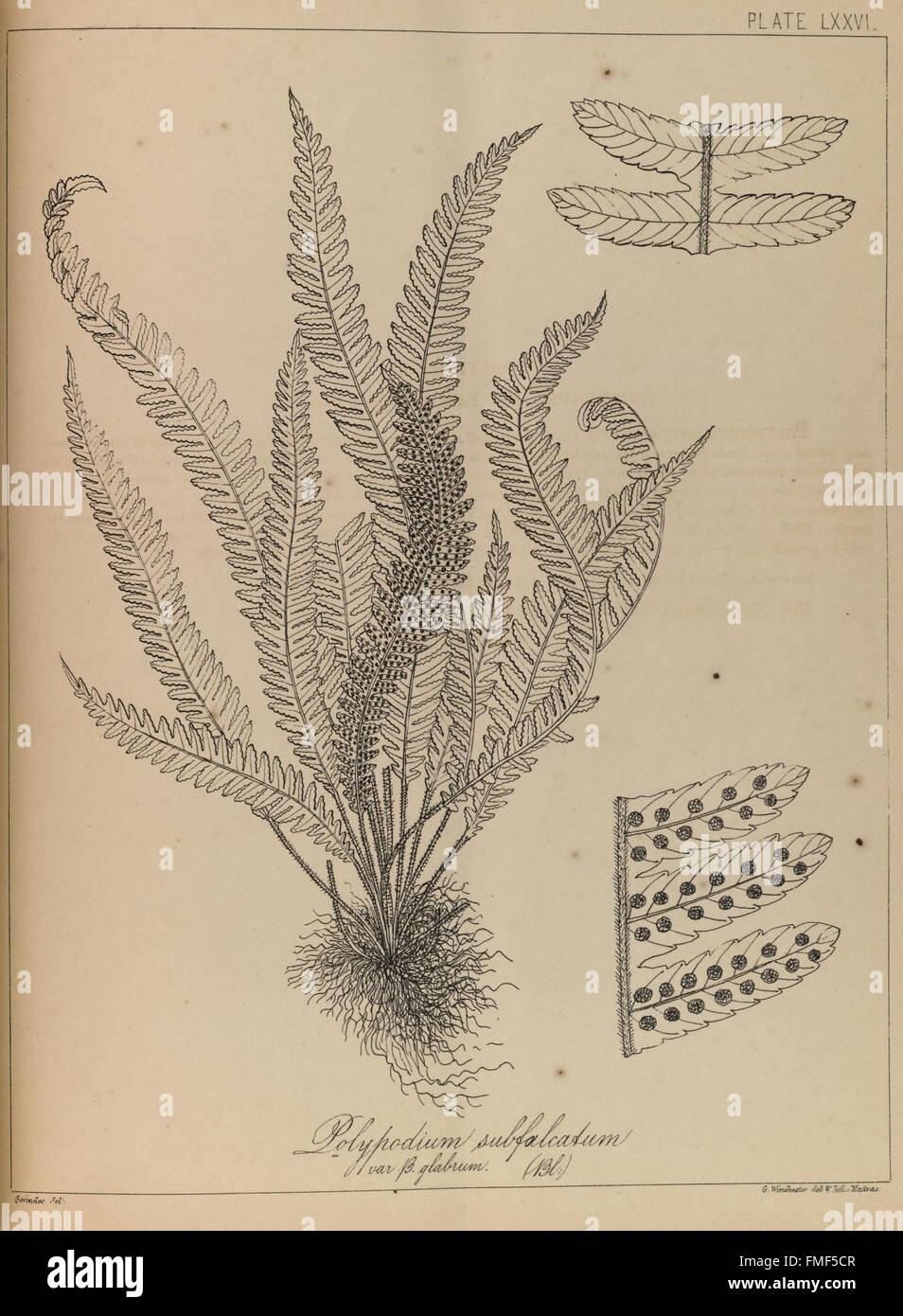The ferns of British India (PLATE LXXVI) Stock Photo