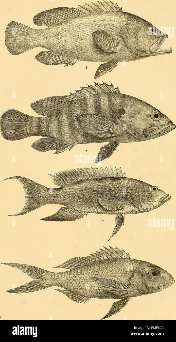 The fishes of India; being a natural history of the fishes known to