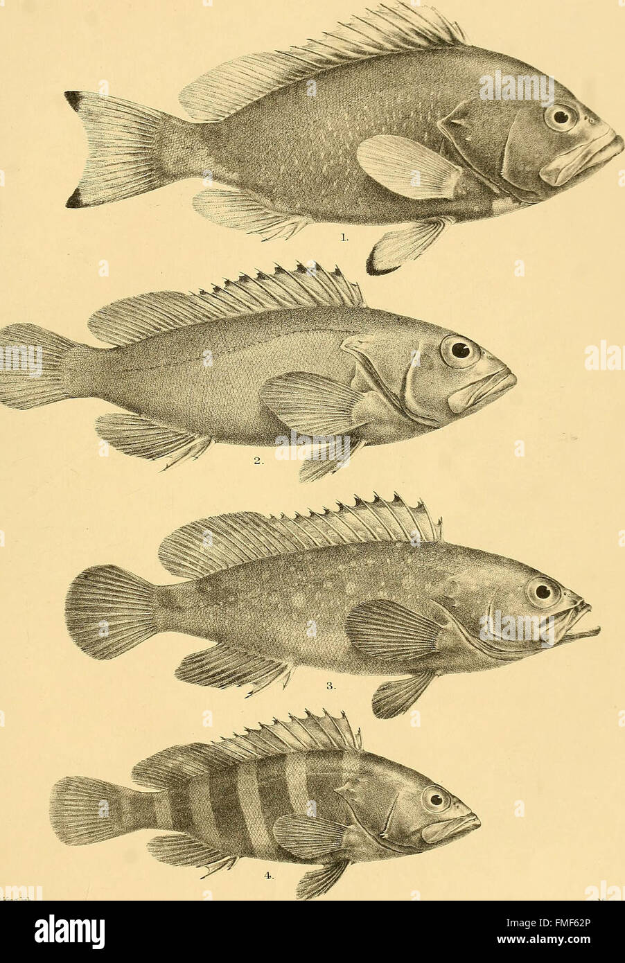 The fishes of India; being a natural history of the fishes known to ...