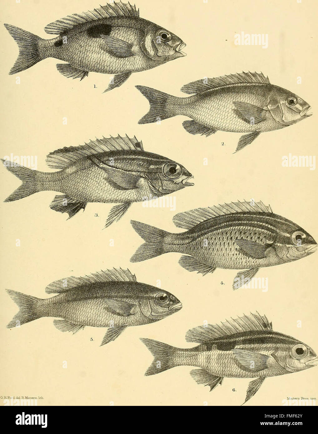 The fishes of India; being a natural history of the fishes known to