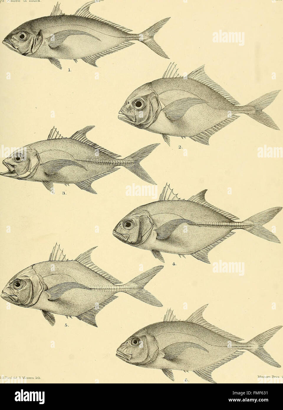 This 1875 work provides a natural history of the fish species ...