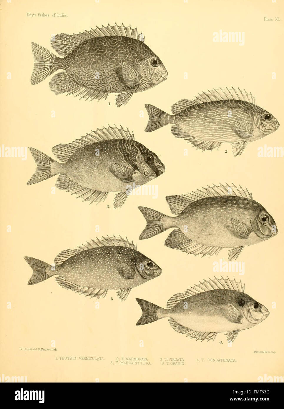 'The Fishes of India' (Page XL) is a detailed account of the diverse ...