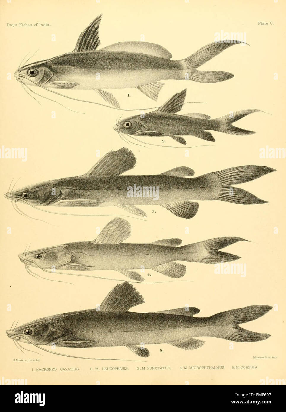 This plate from 'The Fishes of India' series illustrates various fish ...