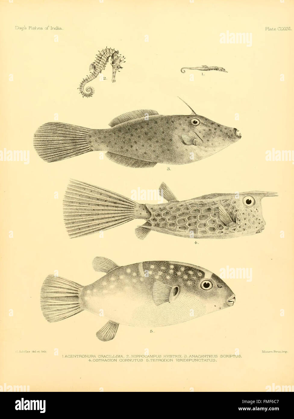 The Fishes of India presents an extensive catalog of Indian fish