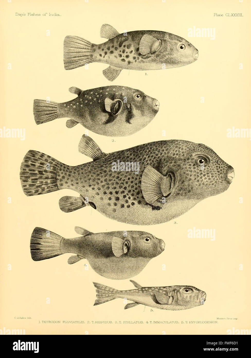 This plate from 'The Fishes of India' depicts a variety of fish species ...