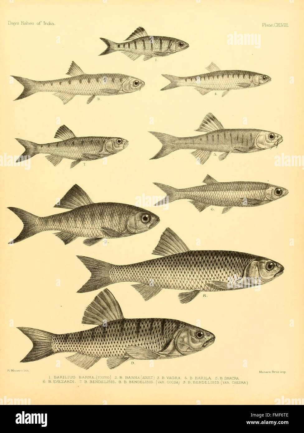 Plate CXLVIII from 'The Fishes of India' features detailed ...