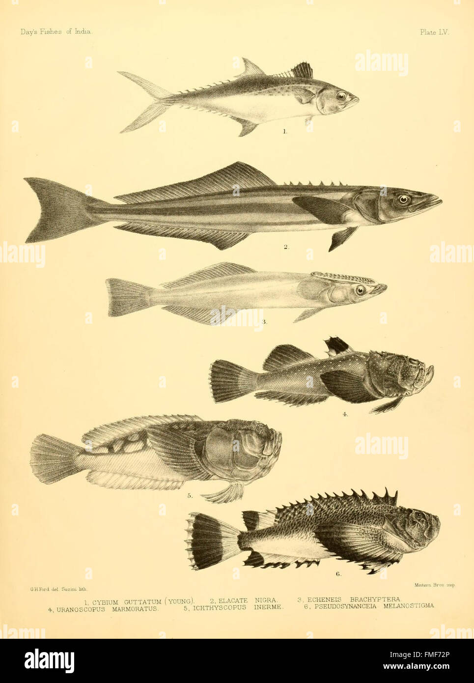 Plate LV from 'The Fishes of India' illustrates various fish species ...