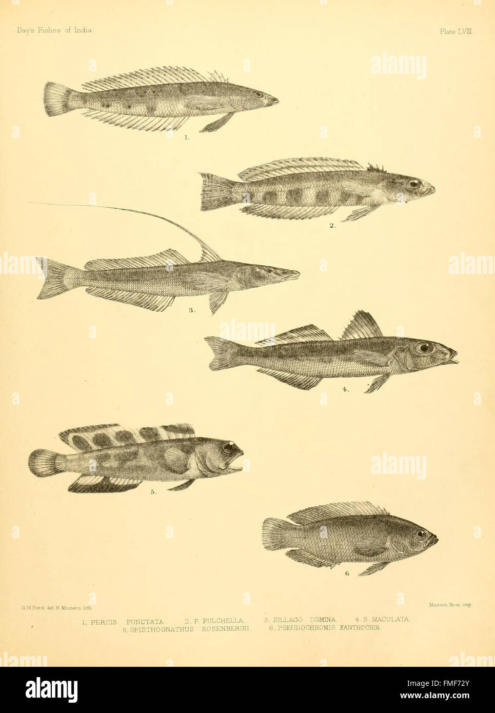 This plate from 'The Fishes of India' provides detailed illustrations ...