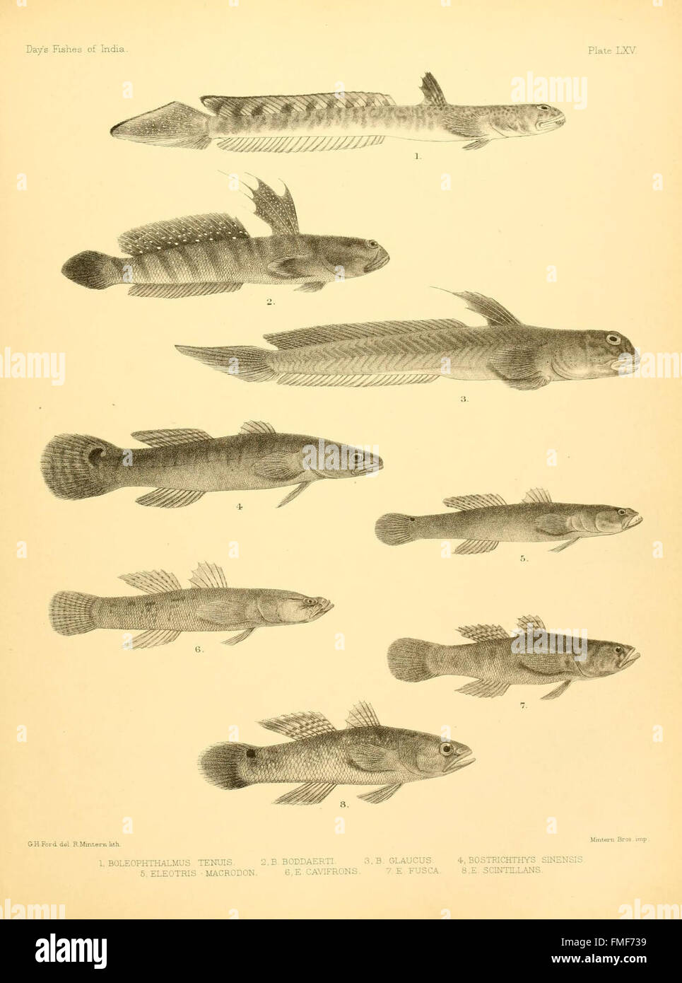 The fishes of India (Plate LXV Stock Photo - Alamy