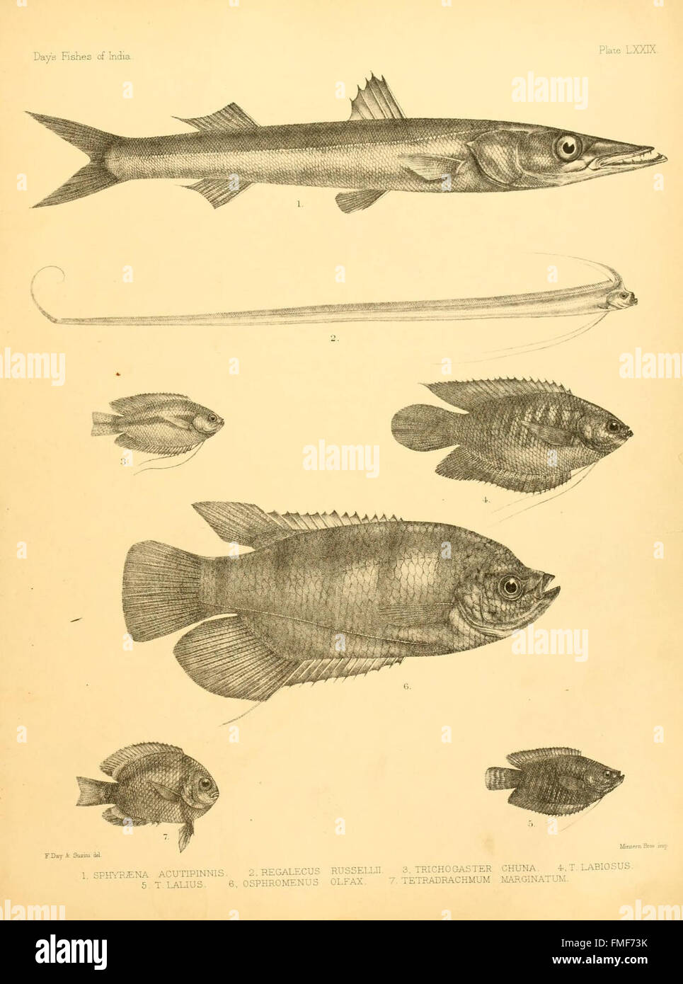 'The Fishes of India' is a scientific work documenting fish species ...