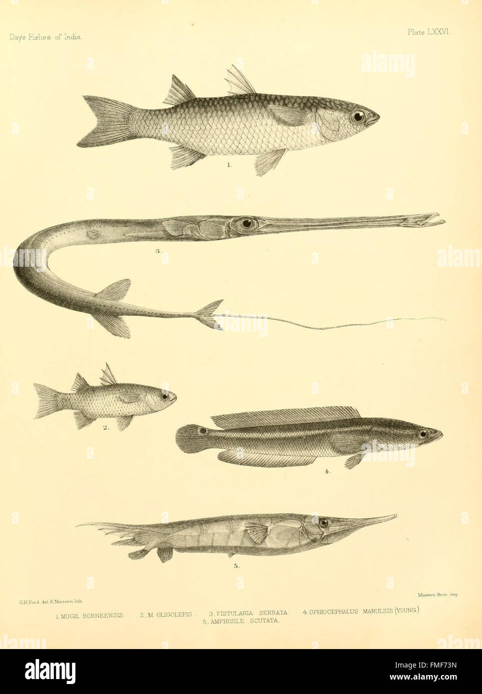 The fishes of India (Plate LXXVI) Stock Photo