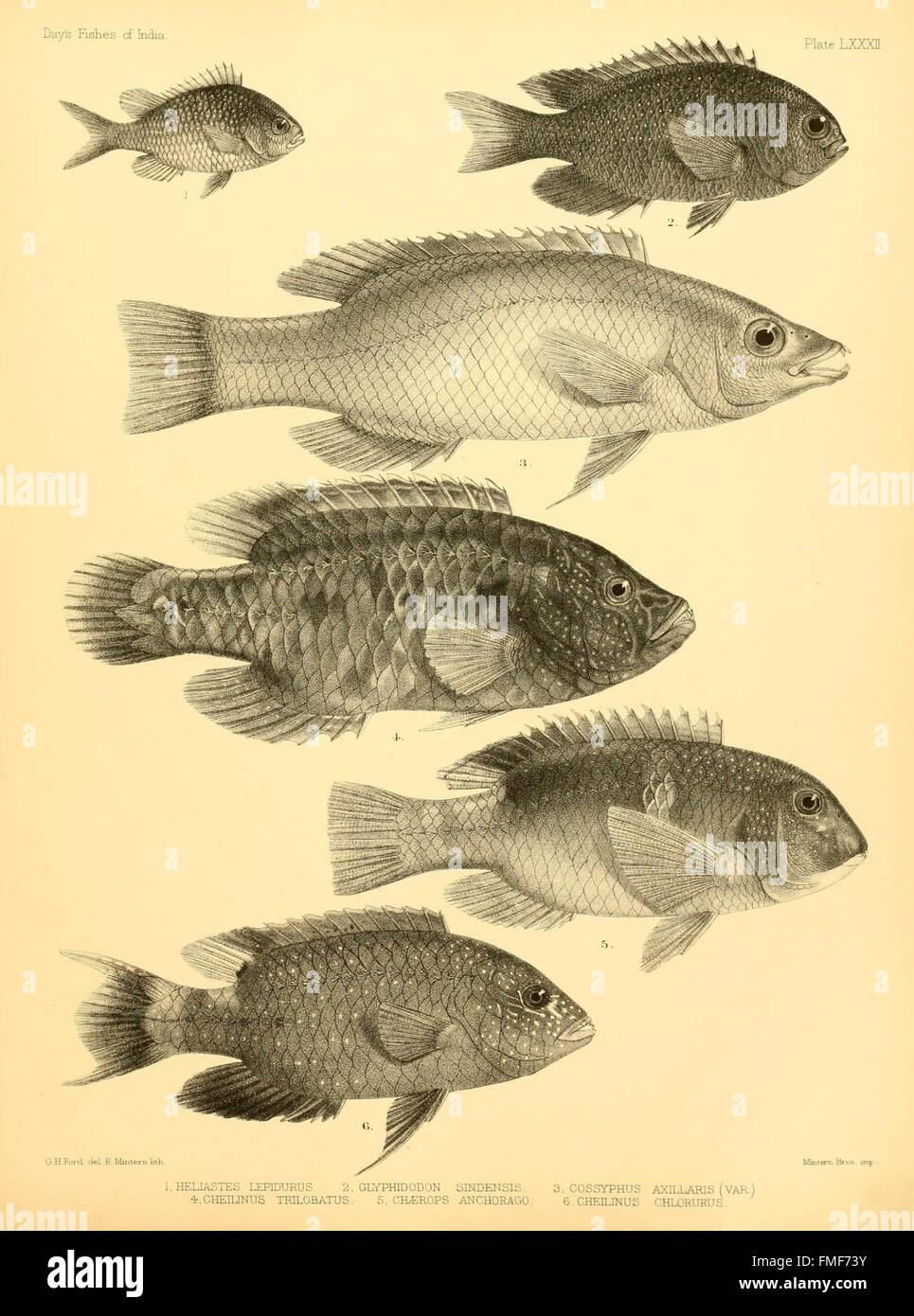 This plate from 'The Fishes of India' illustrates various fish species ...