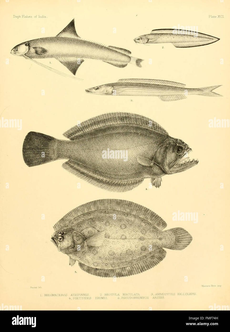 Plate XCI from 'The Fishes of India' presents a variety of fish species ...