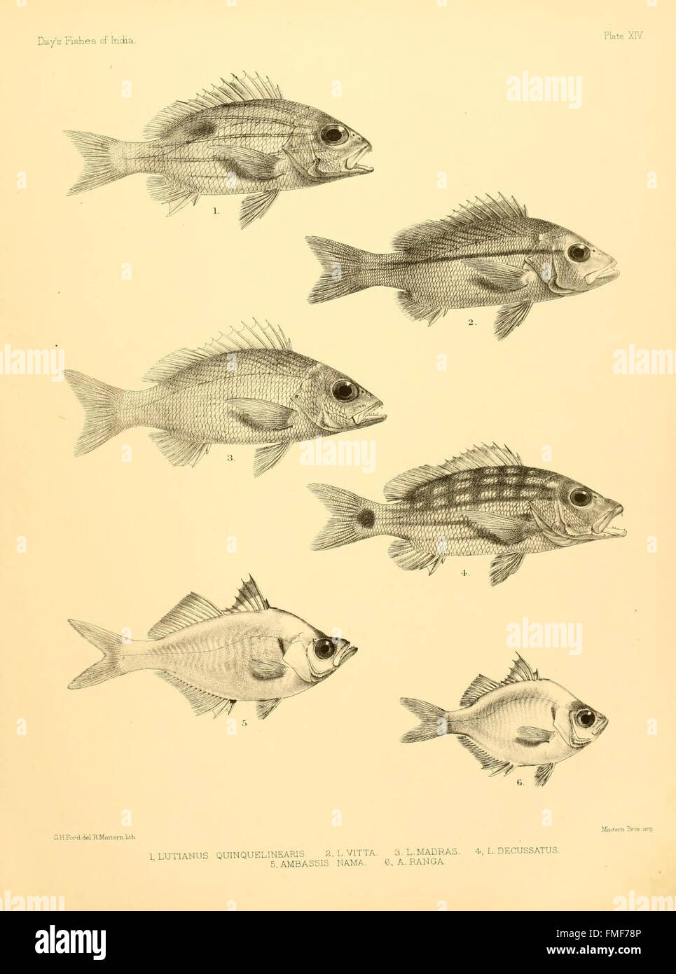 Plate XIV from 'The Fishes of India' showcases a range of fish species ...
