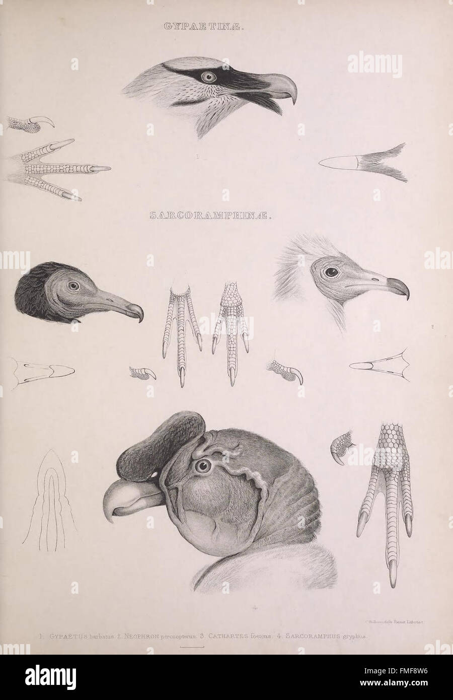 Plate 1 from 'The Genera of Birds' features detailed illustrations of ...