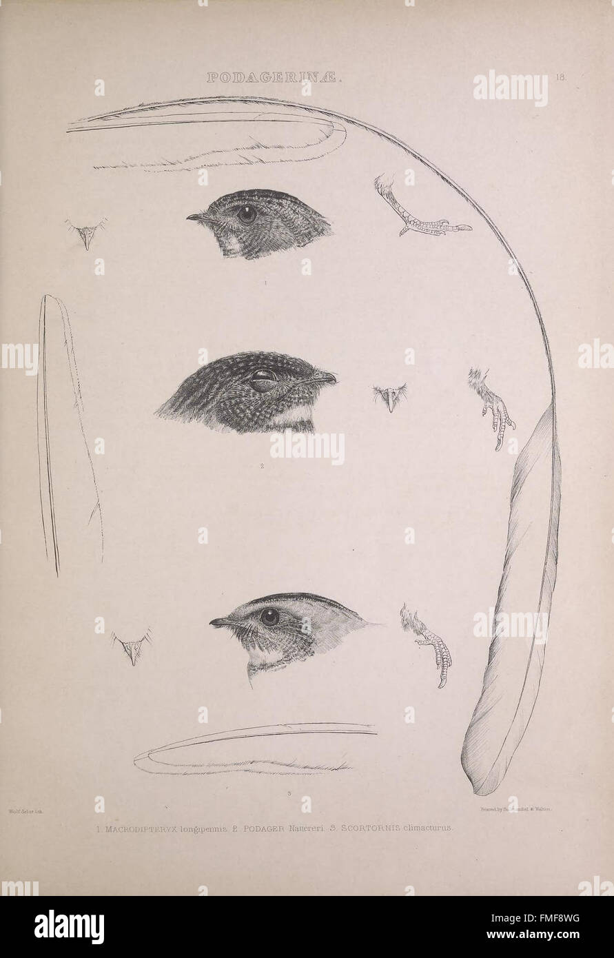 'The Genera of Birds' explores the classification of bird species ...