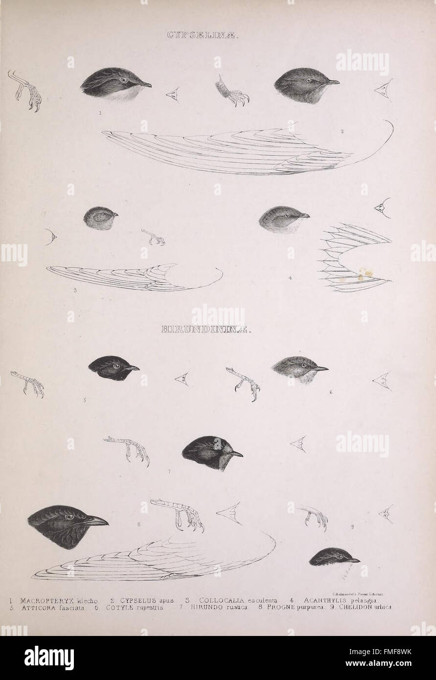 Plate 19 in *The Genera of Birds* provides a detailed representation of ...