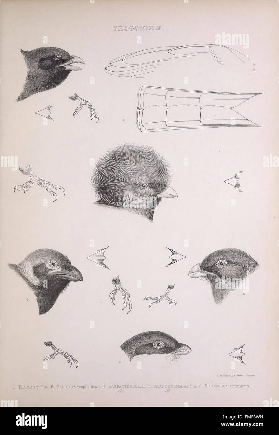 Plate 25 from 'The Genera of Birds' presents detailed illustrations of ...