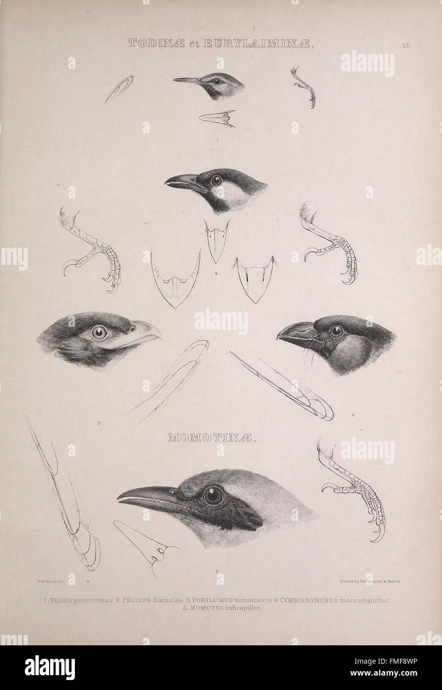 Plate 22 from 'The Genera of Birds' provides detailed illustrations of ...