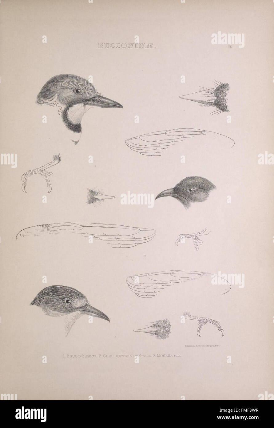 Plate 26 from 'The Genera of Birds' provides detailed depictions of ...