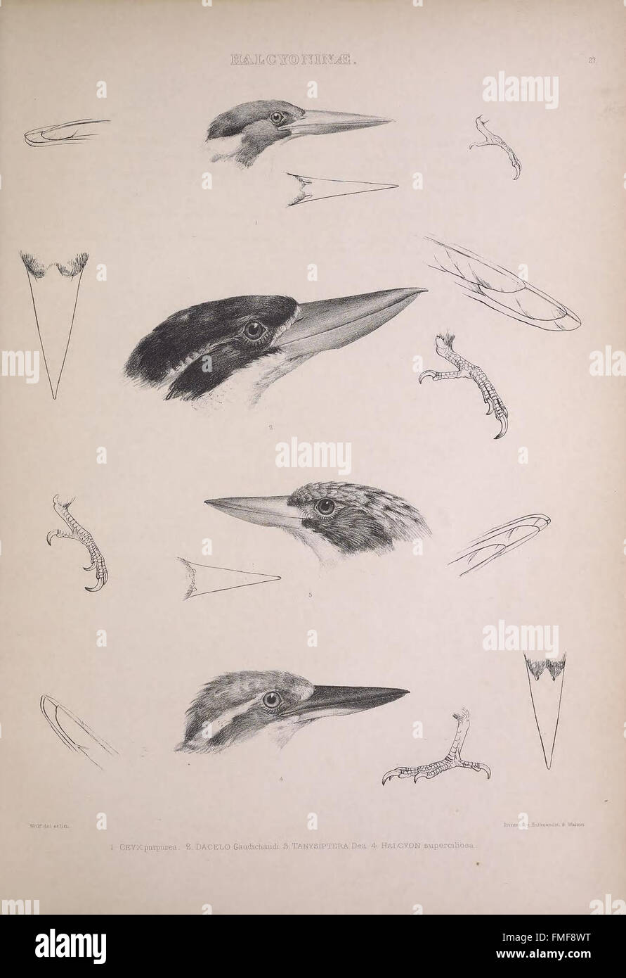 Plate 27 from 'The Genera of Birds' presents illustrations of different ...