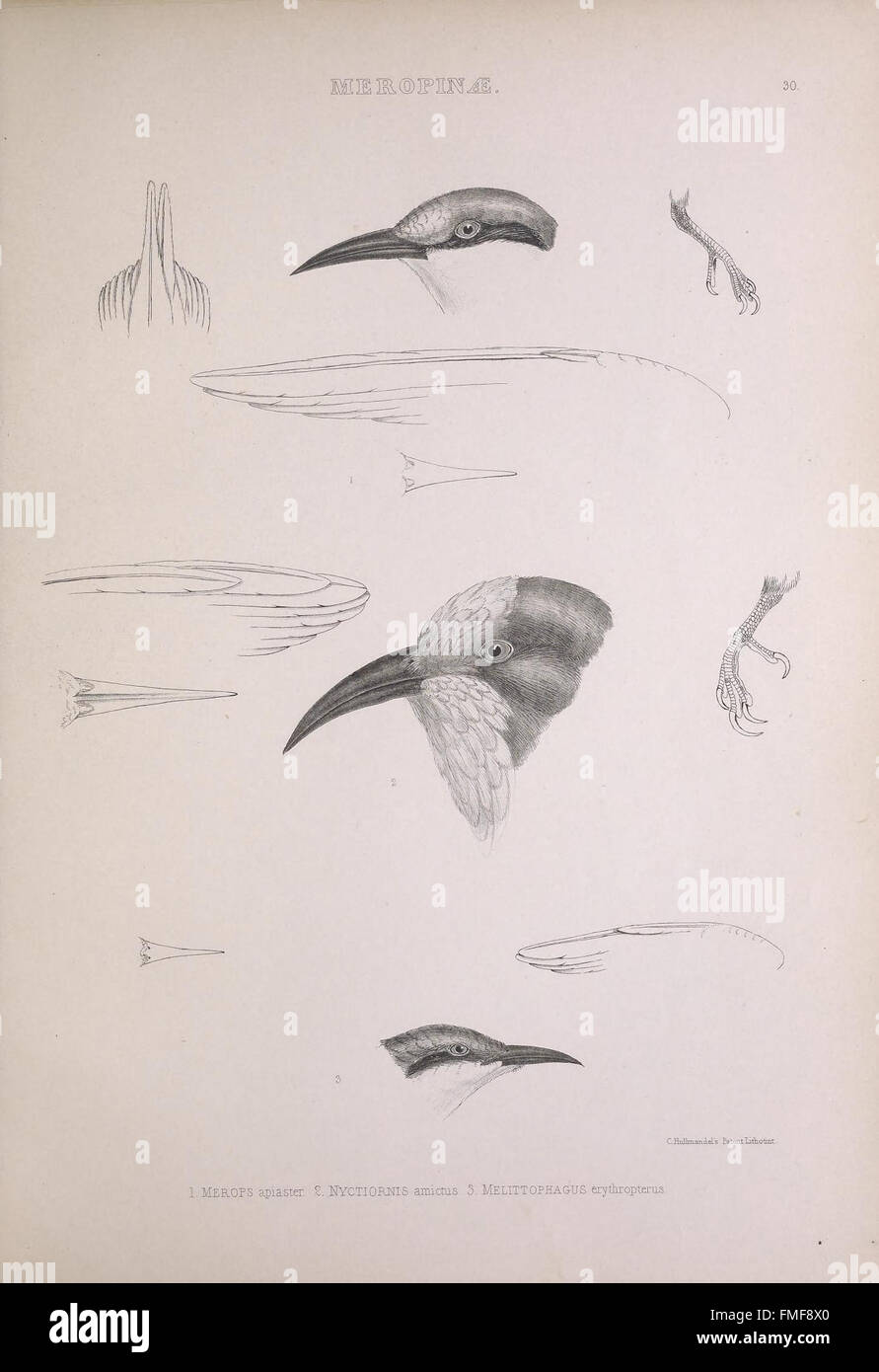 Plate 30 from *The Genera of Birds* presents detailed illustrations of ...