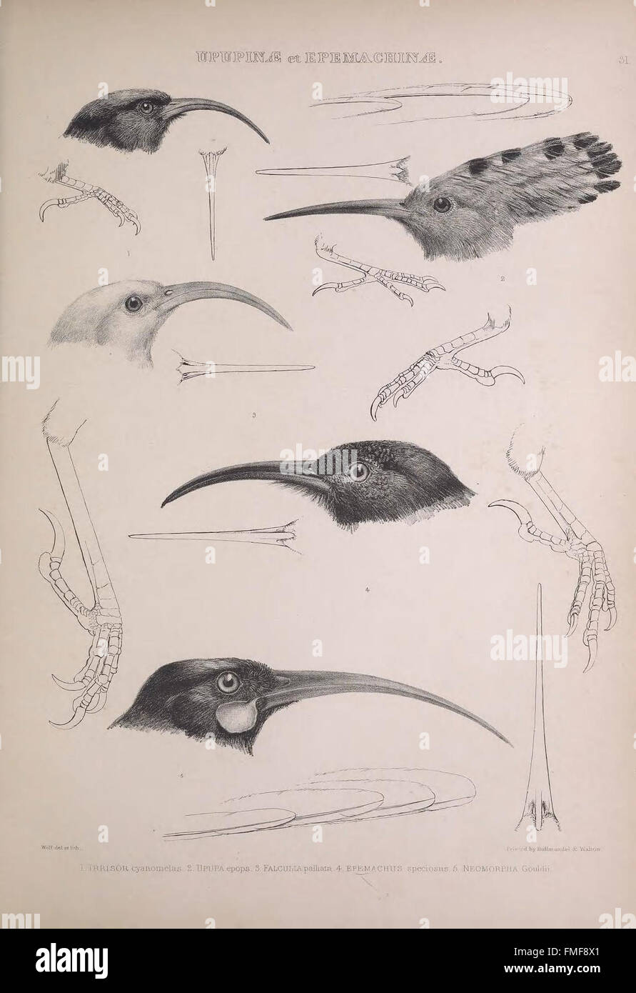 Plate 31 from 'The Genera of Birds' illustrates various bird genera ...