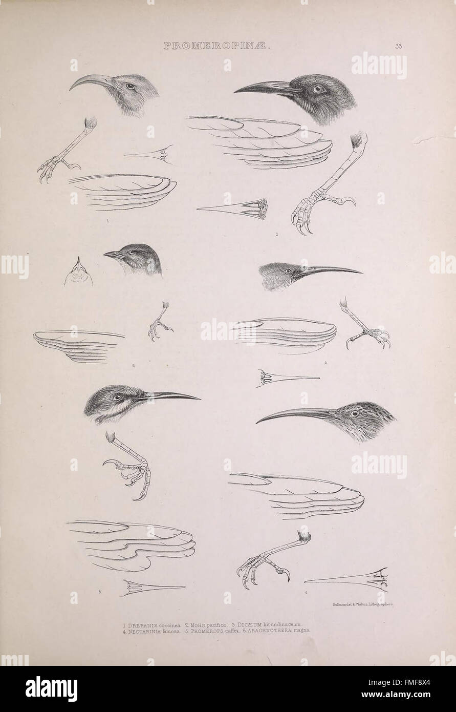 Plate 33 from *The Genera of Birds* presents detailed illustrations of ...
