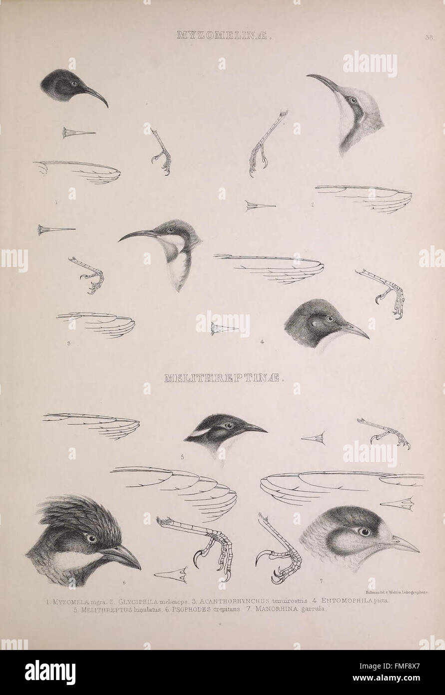 This plate from 'The Genera of Birds' illustrates various bird genera ...