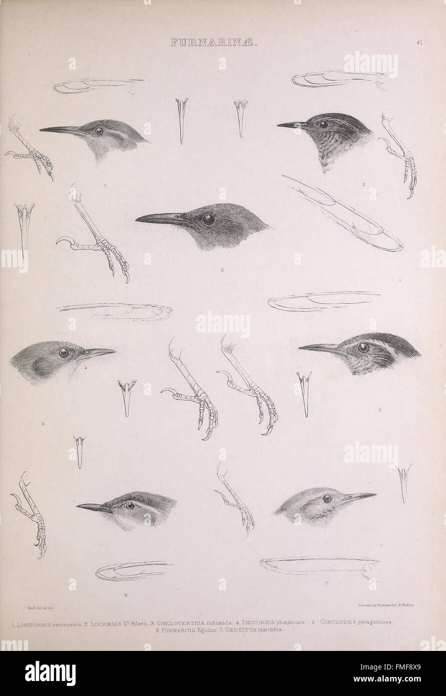 Plate 41 from 'The Genera of Birds' presents detailed illustrations of ...