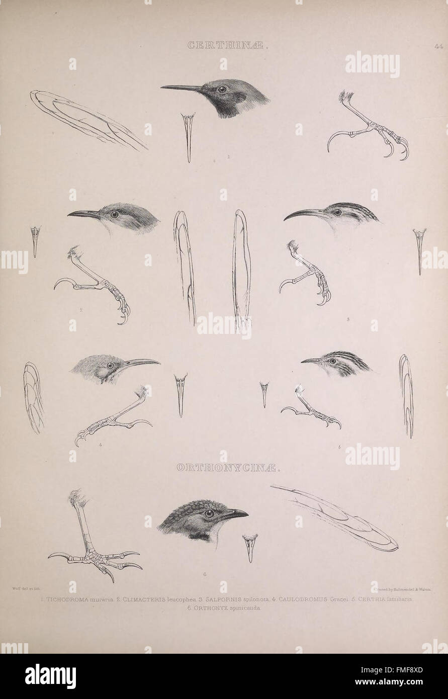 Plate 44 from 'The Genera of Birds' illustrates various bird genera ...