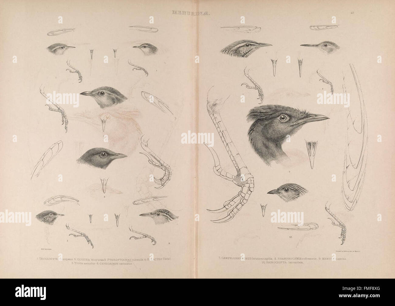 Plate 47 from *The Genera of Birds* illustrates different bird genera ...