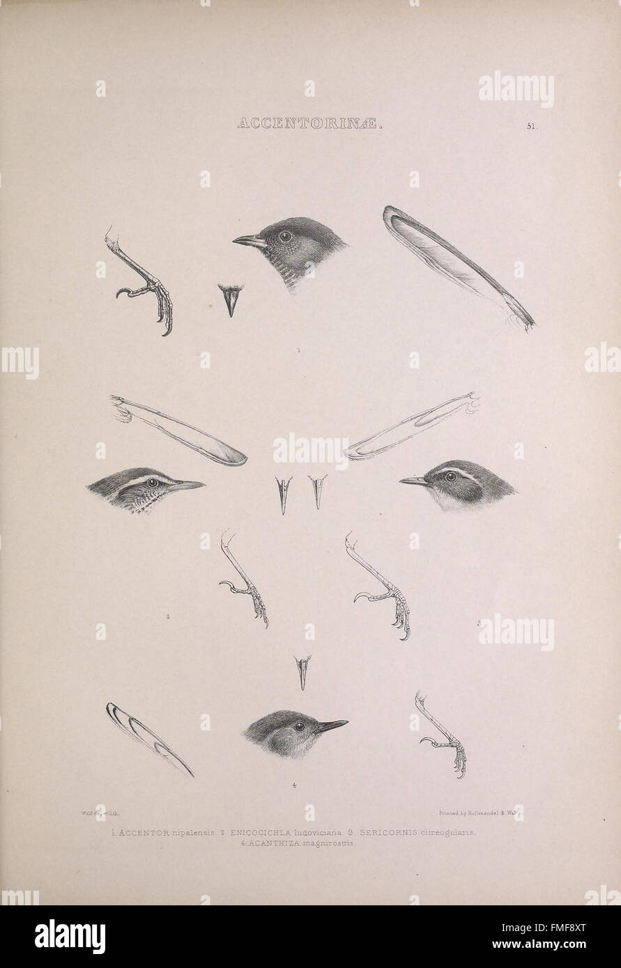 Plate 51 from 'The Genera of Birds' provides detailed illustrations of ...
