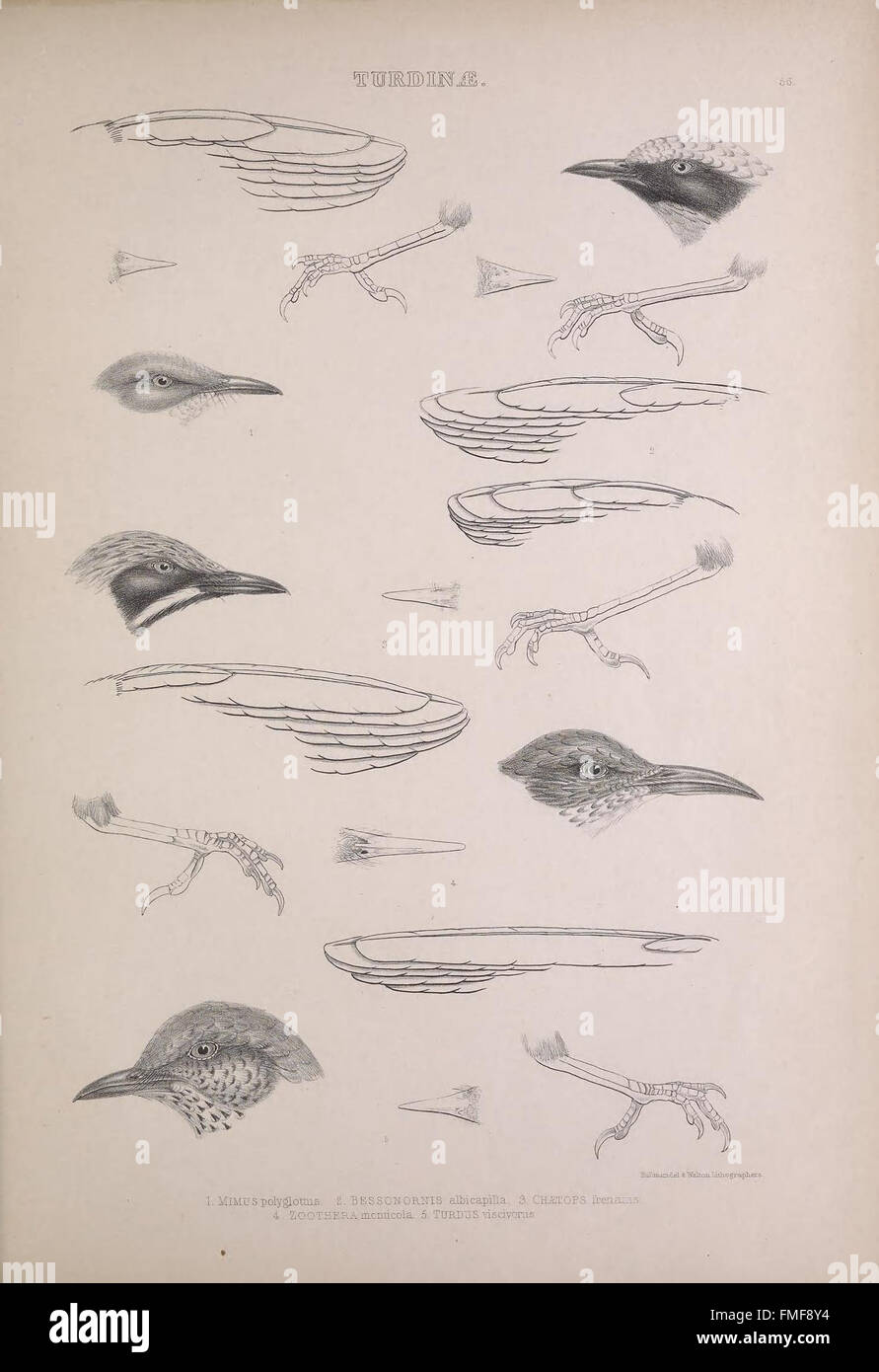 'The Genera of Birds' (Plate 56) presents detailed illustrations and ...