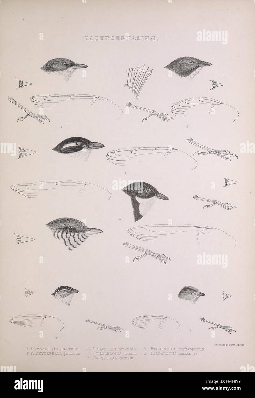 Plate 66 from 'The Genera of Birds' presents a variety of bird genera ...