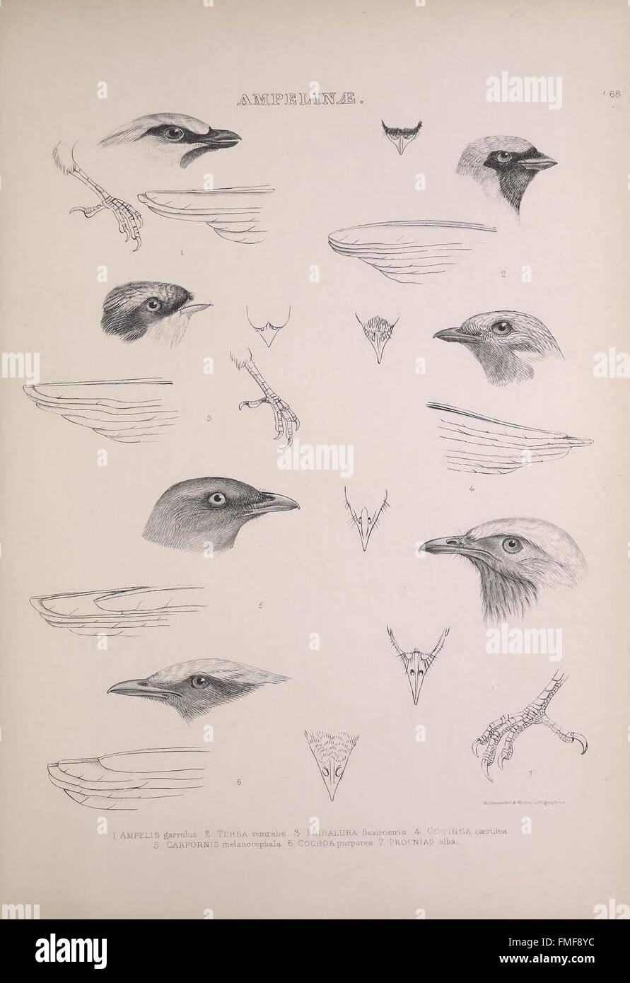 Plate 68 from 'The Genera of Birds' illustrates various bird genera ...