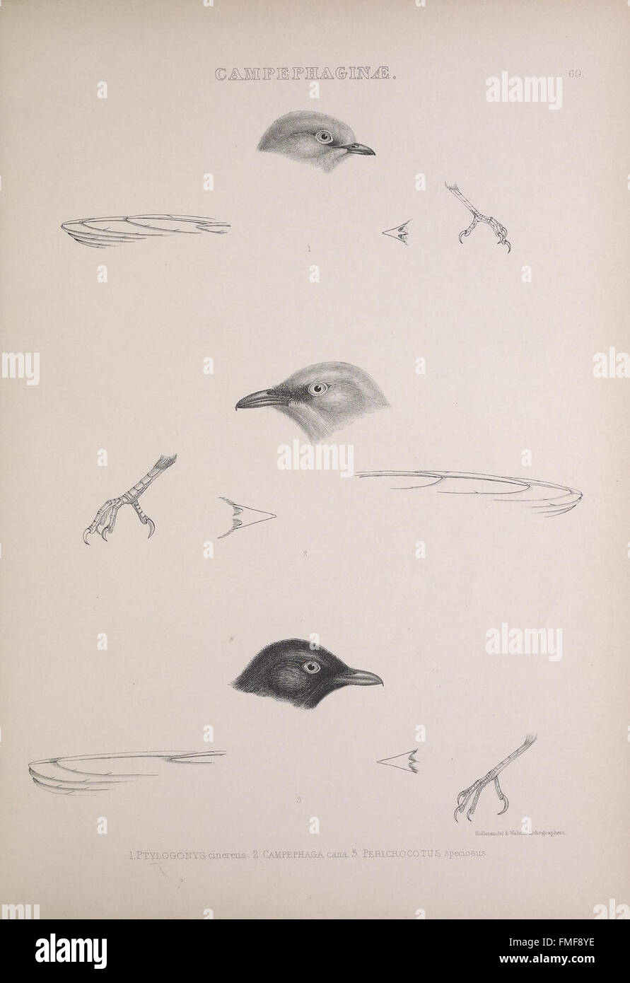 Plate 69 of 'The Genera of Birds' provides detailed illustrations and ...