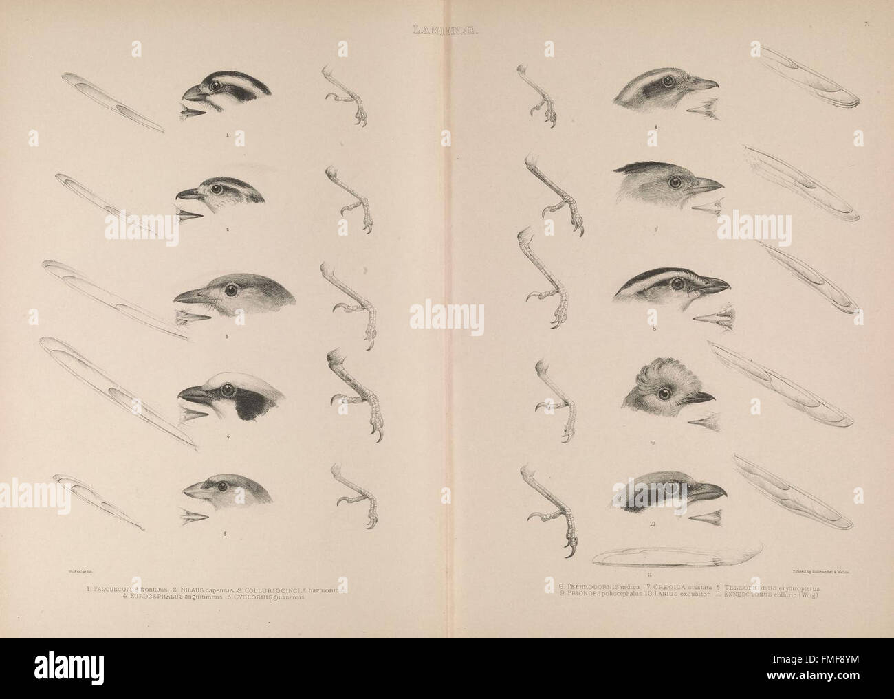 Understanding bird morphology hi-res stock photography and images - Alamy
