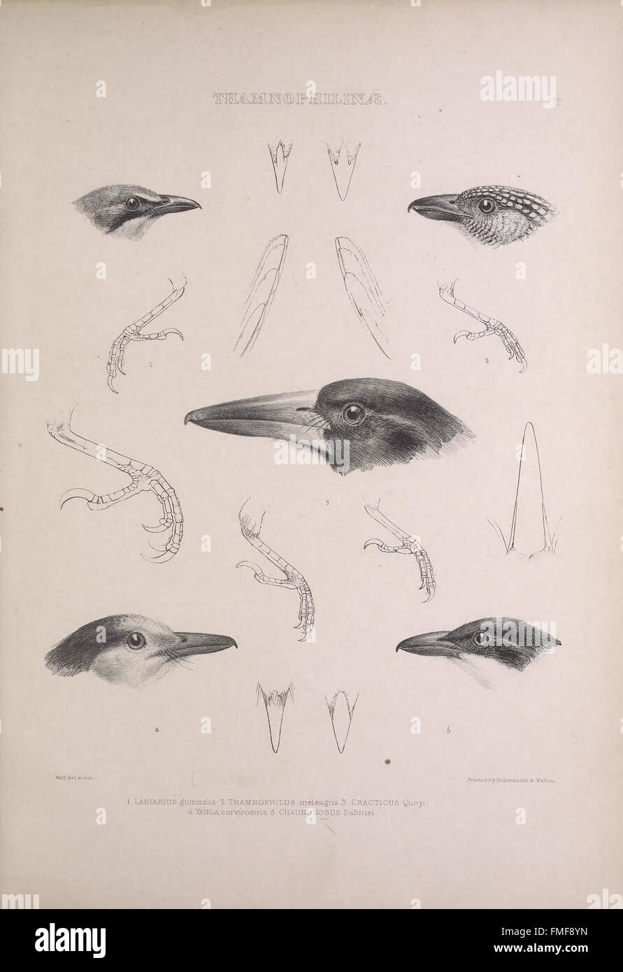 Plate 72 from 'The Genera of Birds' illustrates a variety of bird ...