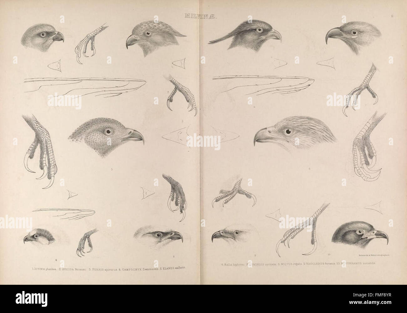 Plate 9 from 'The Genera of Birds' illustrates different bird genera ...