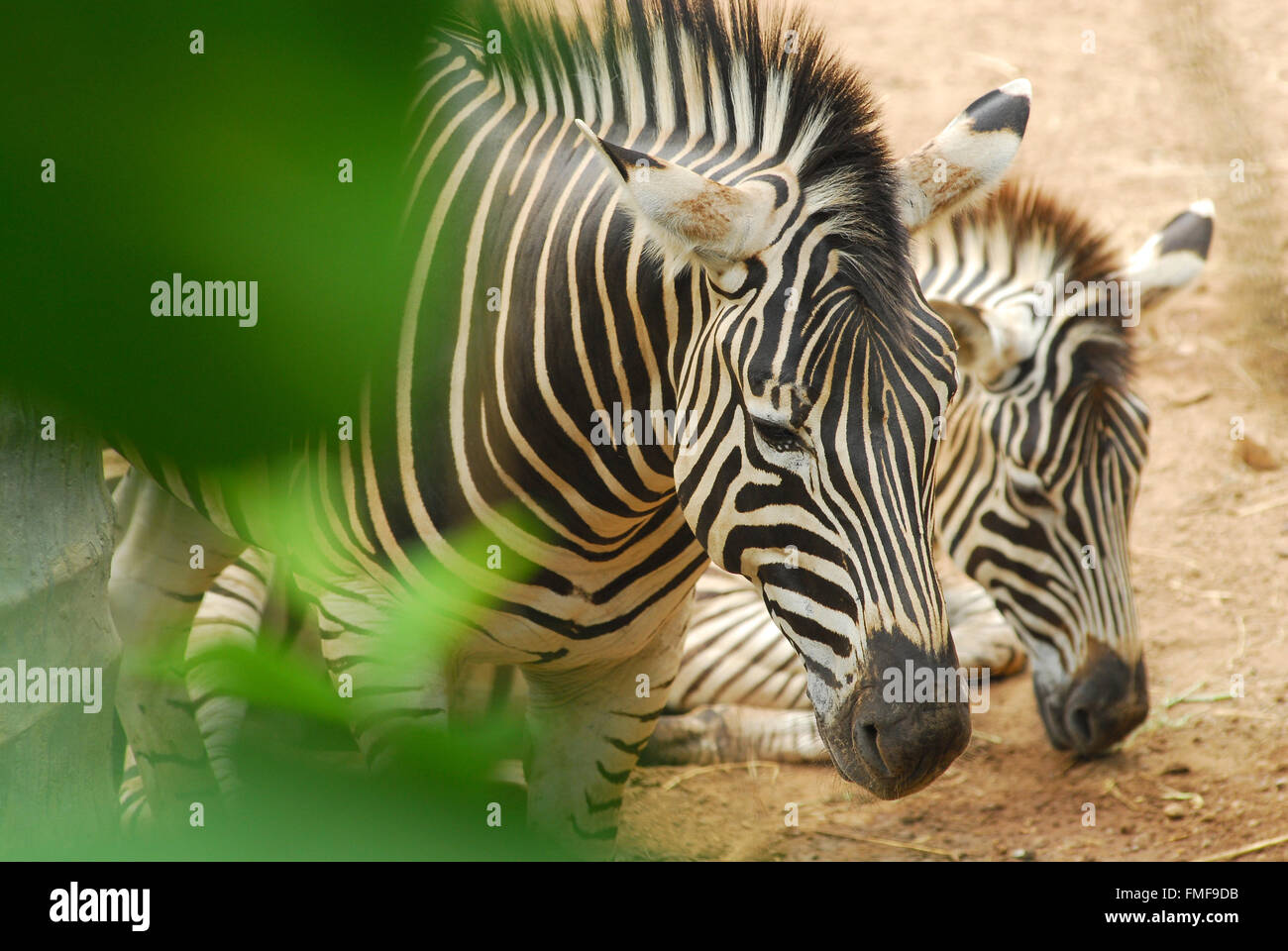 Madagascar zebra hi-res stock photography and images - Page 2 - Alamy