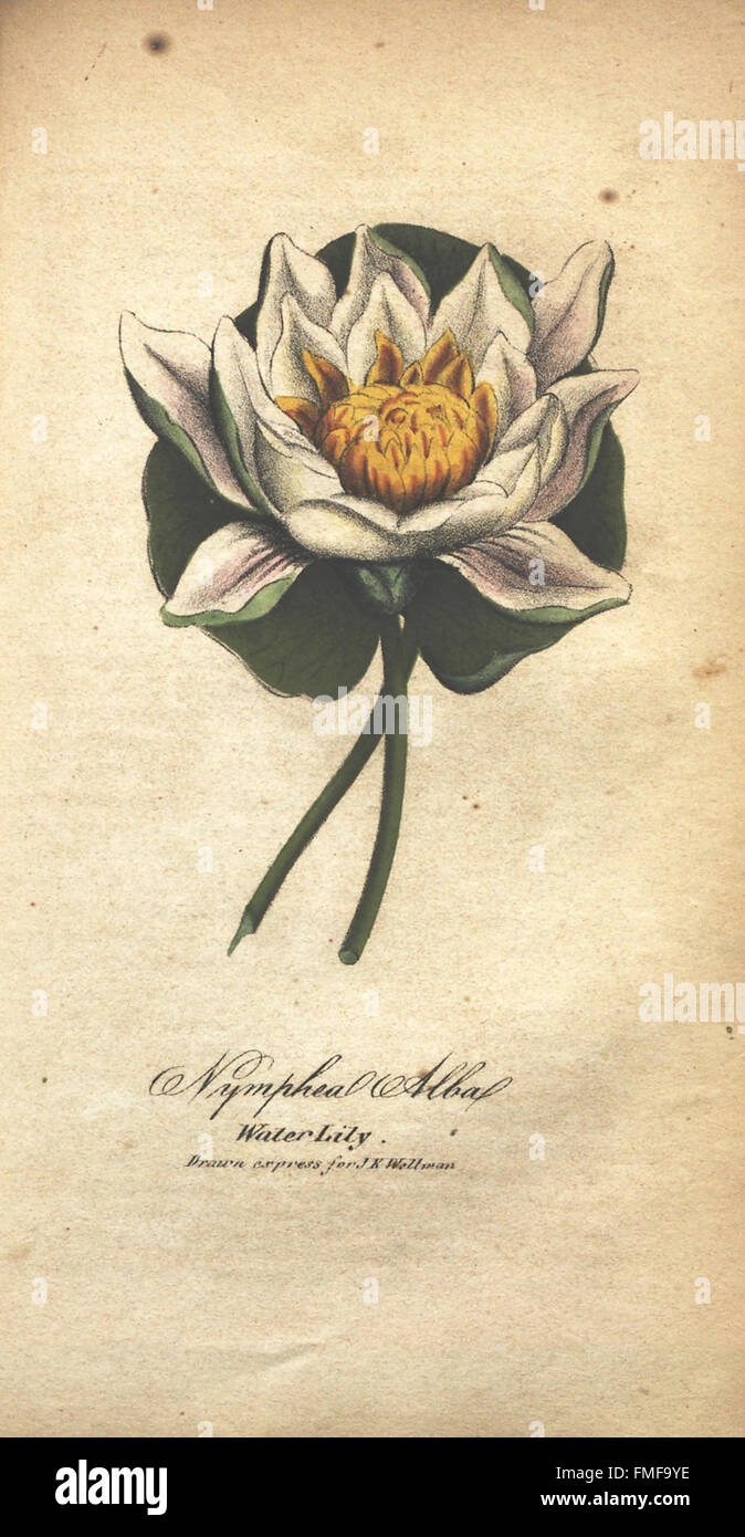 'The Illustrated Botany' features botanical illustrations of various ...
