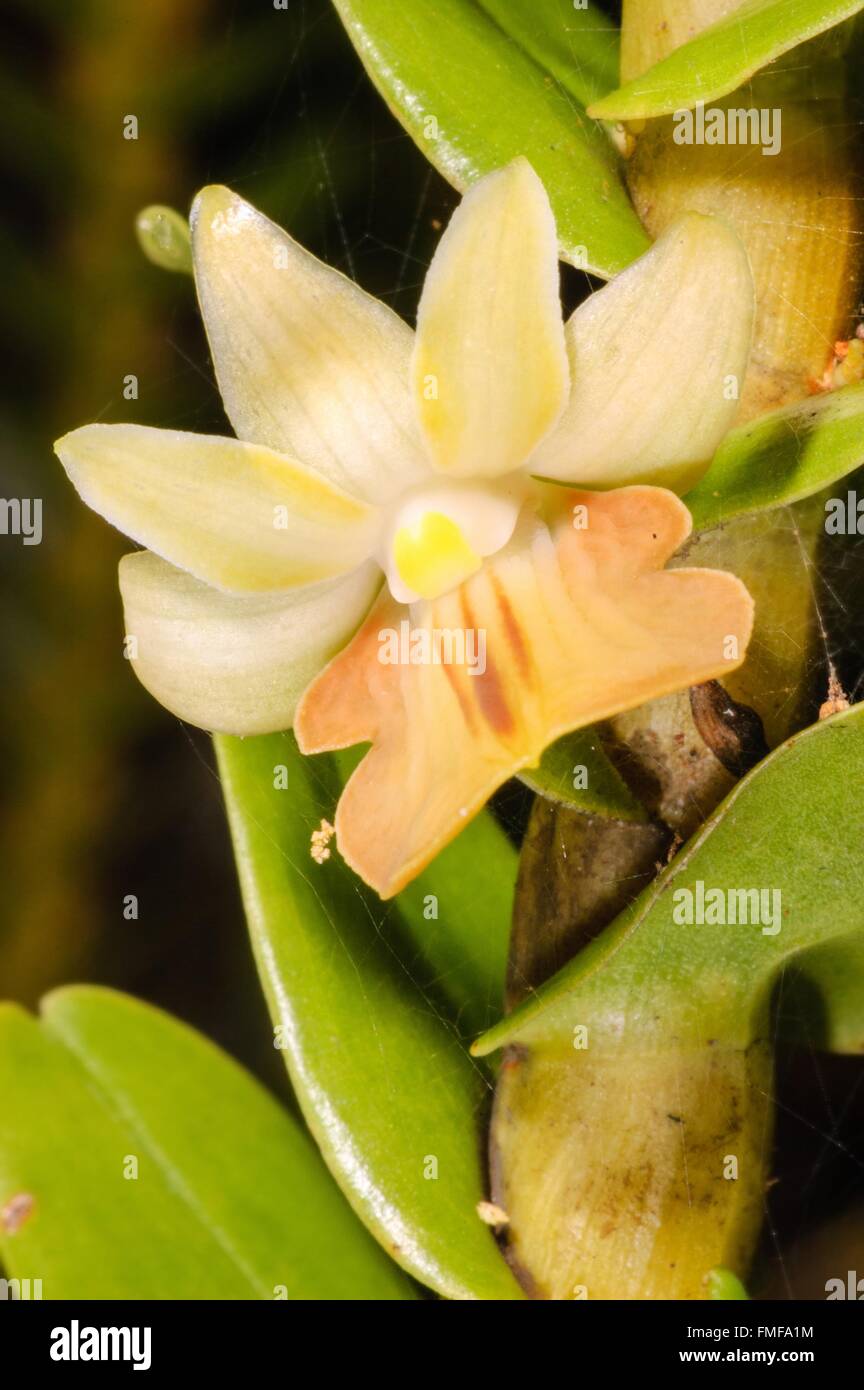 Forest orchid Thte scientific name Dendrobium ellipsophyllum, in