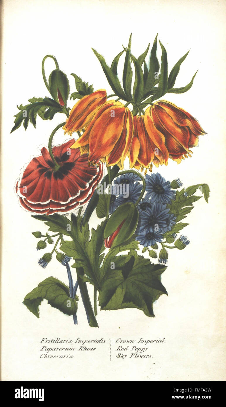 Botany Realted Examples 'The Illustrated Botany' features botanical illustrations of a variety ...