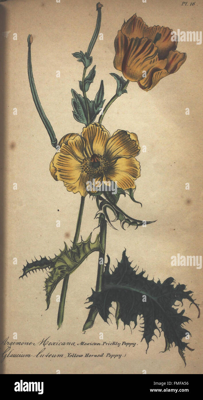 Plate 16 of 'The Illustrated Botany' features detailed botanical ...