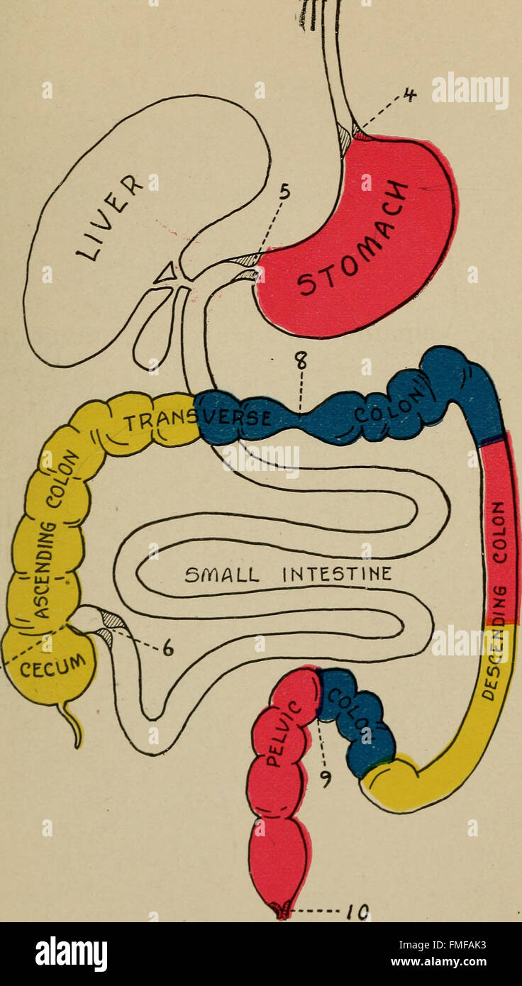Absorption in digestive system hi-res stock photography and images - Alamy
