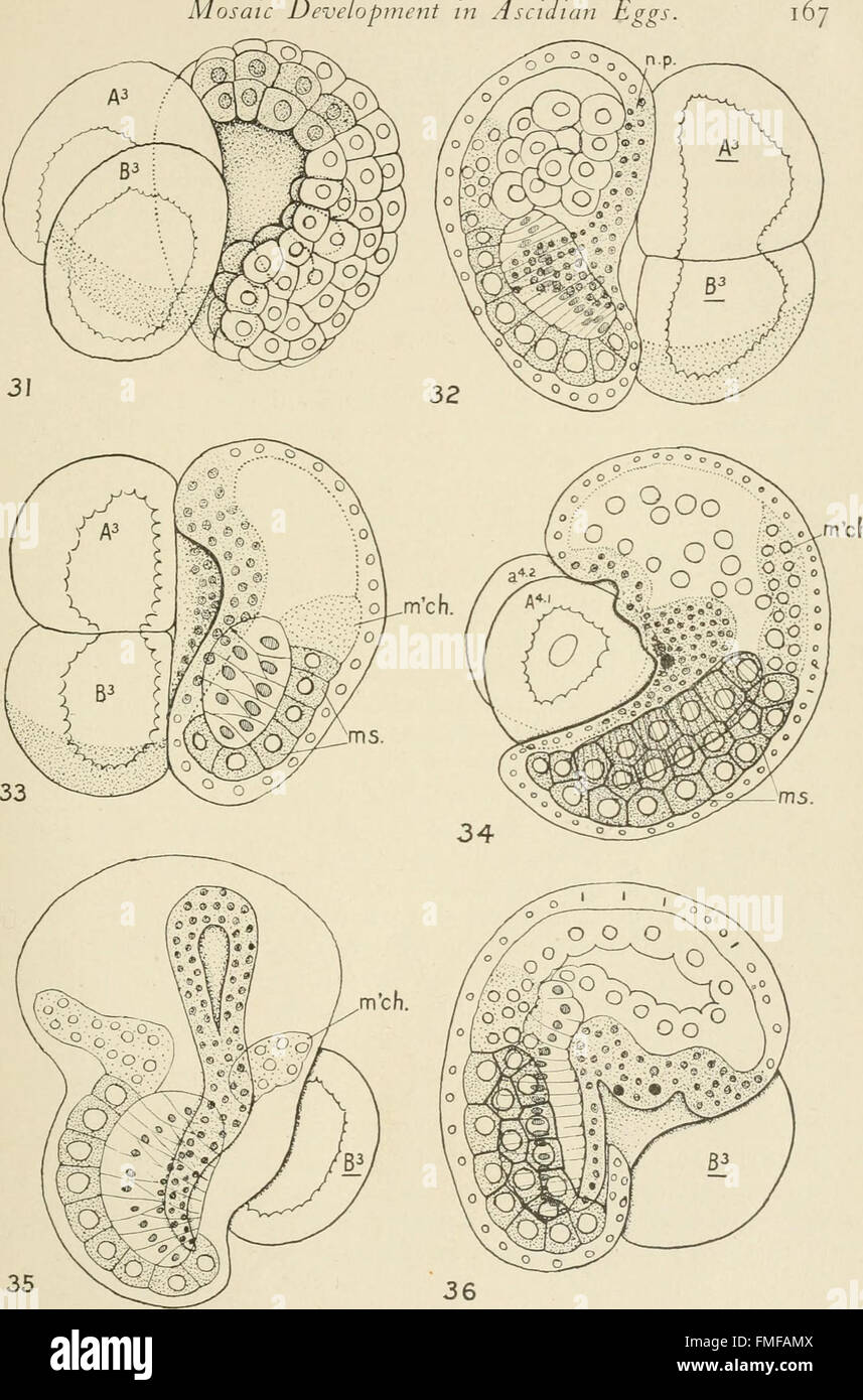The Journal of experimental zoology (1905 Stock Photo Alamy