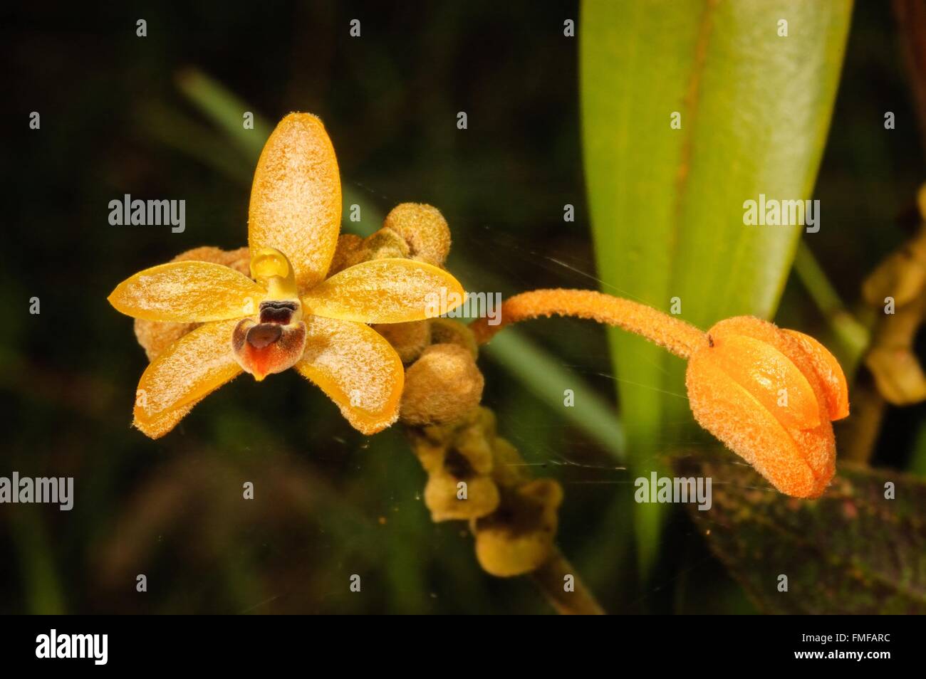 Forest orchid Thte scientific name Eria discolor Lindl, in rainforest Thailand. Stock Photo