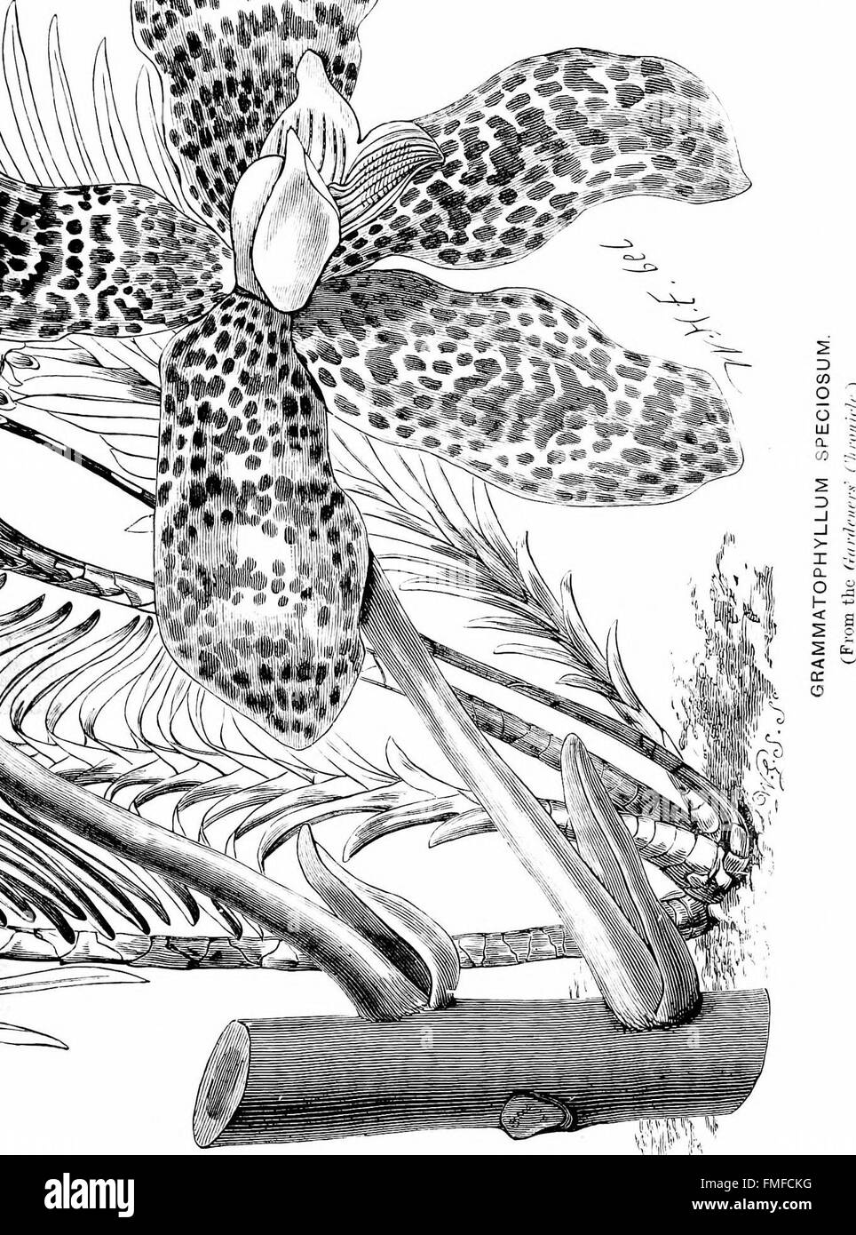 The orchid-grower's manual, containing descriptions of the best species